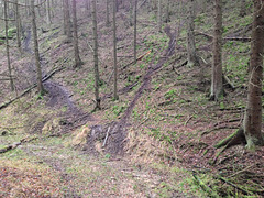 Füllhölzelweg mit Spuren von Wildschweinen