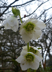 Hellebores - 21 February 2018