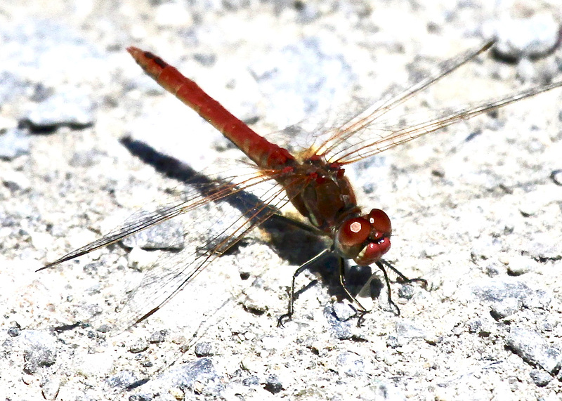 Blutrote Heidelibelle