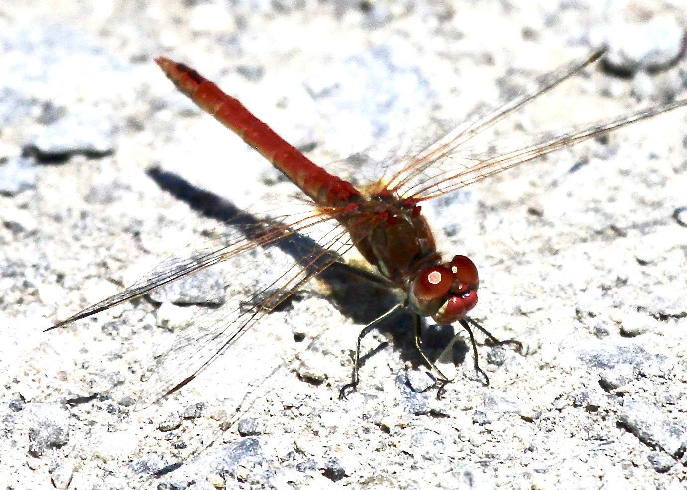 Blutrote Heidelibelle