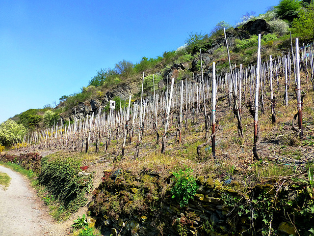 DE - Rech - Auf dem Rotweinwanderweg