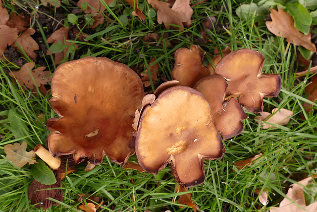 Feuilles parmi les feuilles ...