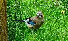 20210705 1332CPw [D~LIP] Eichelhäher (Garrulus glandarius), Bad Salzuflen