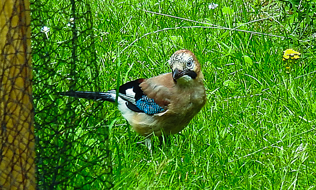 20210705 1332CPw [D~LIP] Eichelhäher (Garrulus glandarius), Bad Salzuflen
