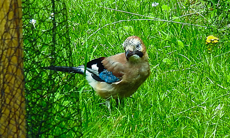 20210705 1332CPw [D~LIP] Eichelhäher (Garrulus glandarius), Bad Salzuflen