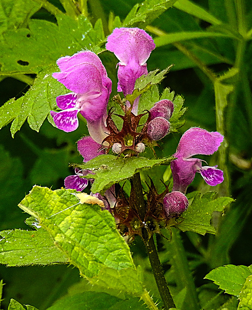 20220429 0744CPw [D~LIP] Gefleckte Taubnessel (Lamium maculatum), UWZ, Bad Salzuflen