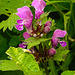 20220429 0744CPw [D~LIP] Gefleckte Taubnessel (Lamium maculatum), UWZ, Bad Salzuflen