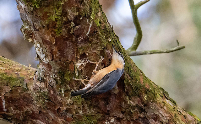 Nuthatch