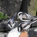 Longtailed tits