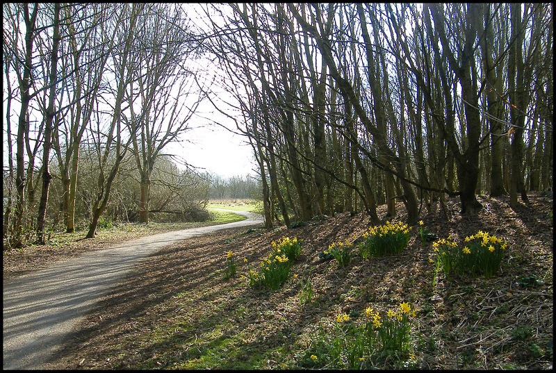 Grandpont daffodils