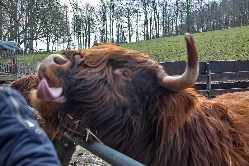 20160306 0302VRAw [D~BI] Schottisches Hochlandrind, Tierpark Olderdissen, Bielefeld