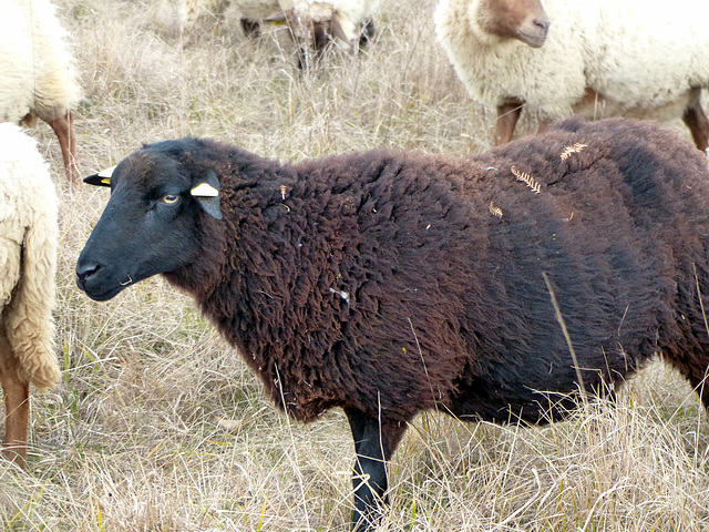 Transhumance du 16 mars 2016