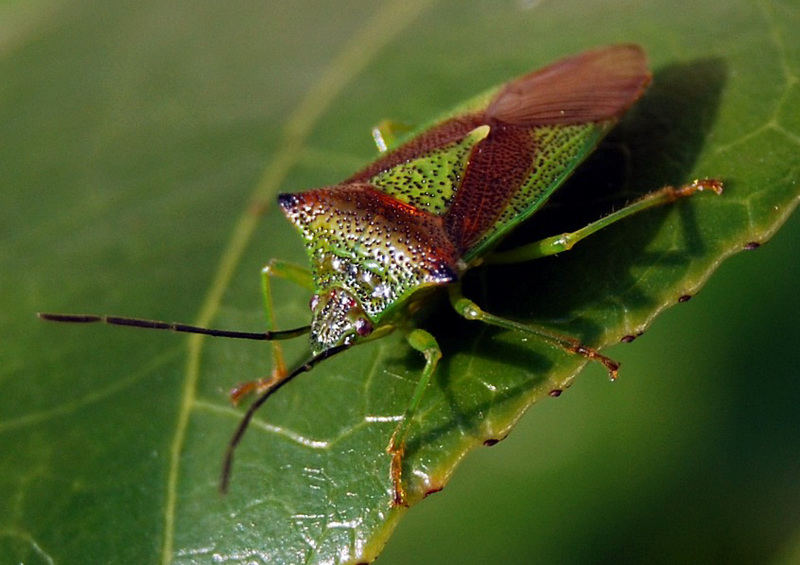 Shield Bug