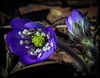 Anemone hepatica