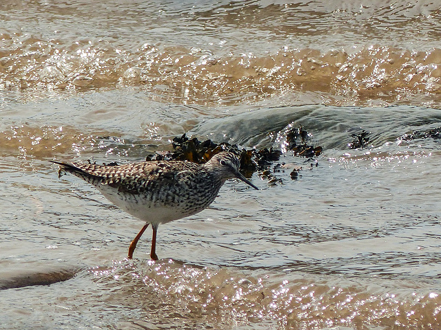 Day 8, Lesser Yellowlegs, Pointe-à-la-Croix, Quebec