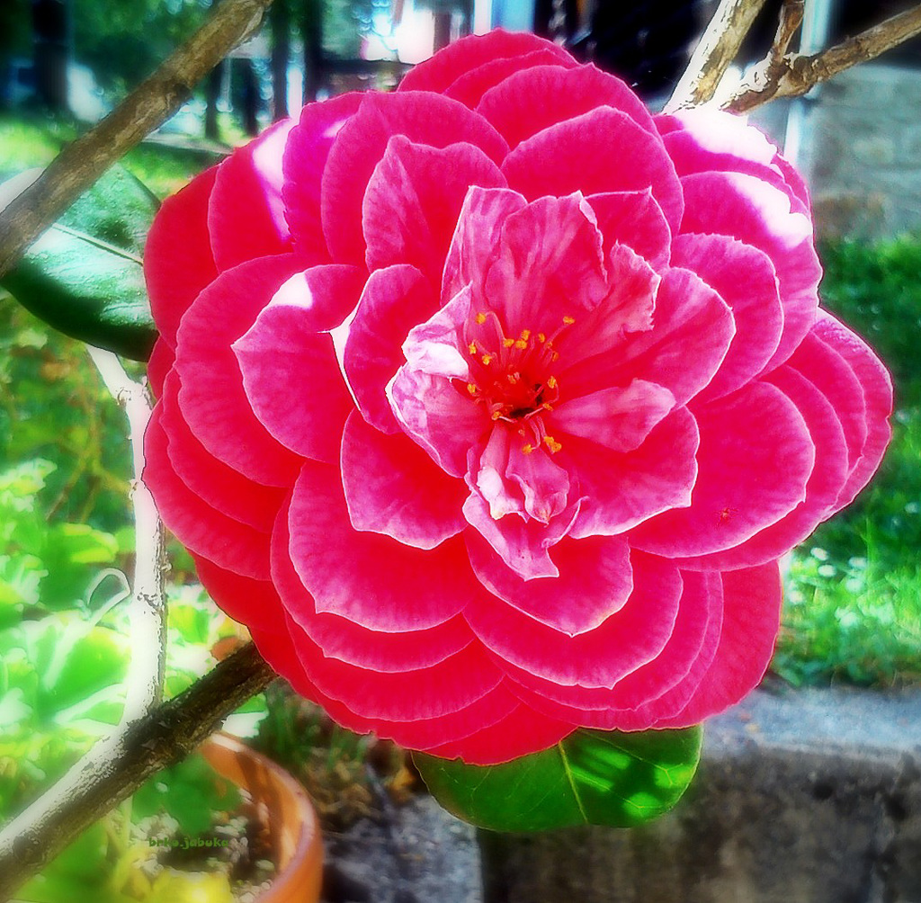 Camellia