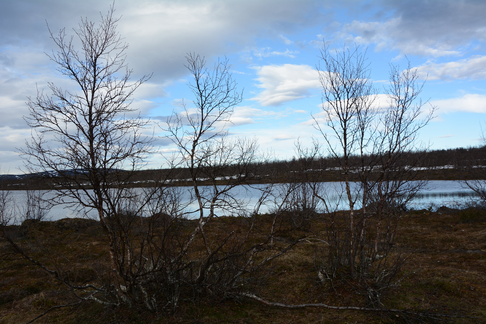 Norway, Northern Birch Trees on the Banks of Kautokeino Elva