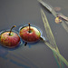 Watery Shapes And Apples