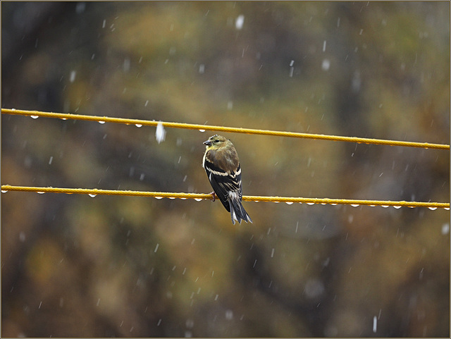 The mobbing goldfinches are back