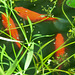 20210629 1191CPw [D~LIP] Goldfisch (Carassius auratus auratus), Brennender Hahnenfuß (Ranunculus flammula agg), Bad Salzuflen