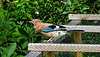 20210705 1333CPw [D~LIP] Eichelhäher (Garrulus glandarius), Bad Salzuflen