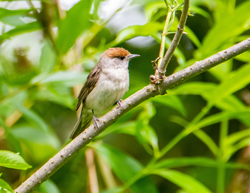 Blackcap (female)