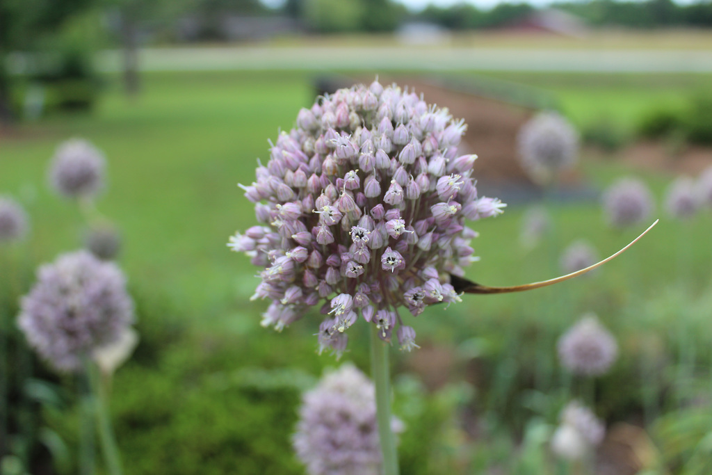 Who knew a Garlic bloom could be so photogenic ?  :)