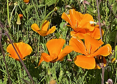 Kalifornischer Kappenmohn