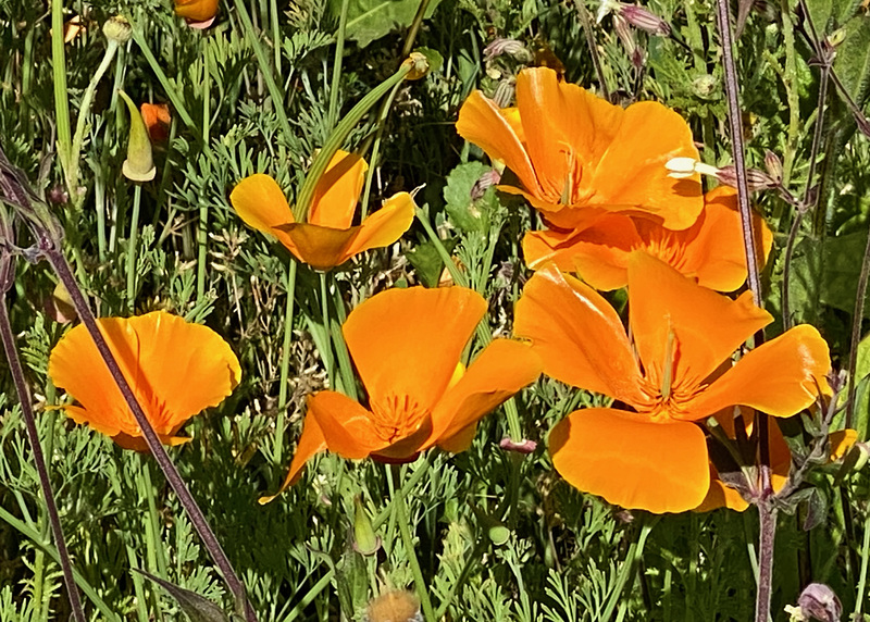 Kalifornischer Kappenmohn