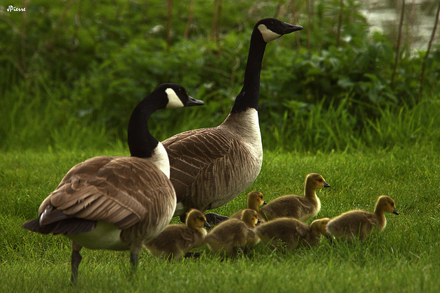 La famille au complet