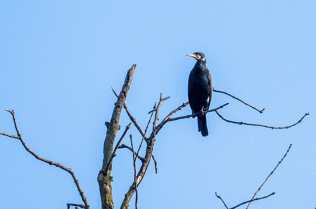 Cormorant