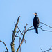 Cormorant