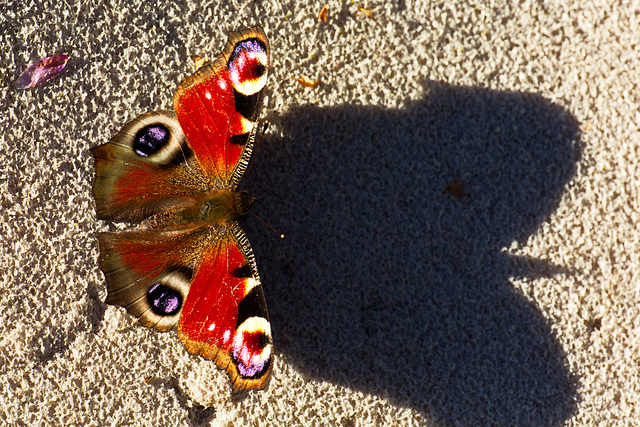 auch das Tagpfauenauge geniest die Frühlingssonne
