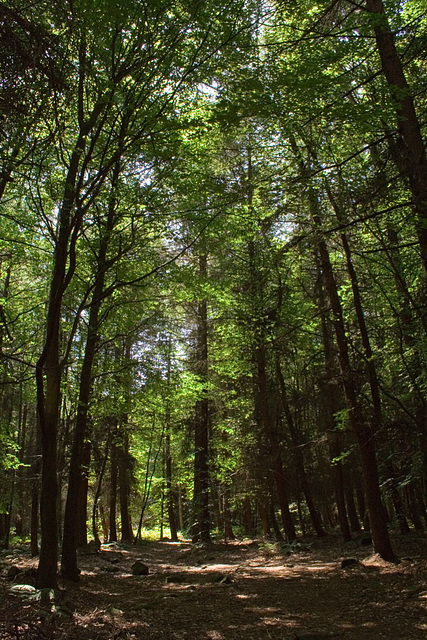 Woodland ride