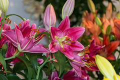 Lilien auf der LAGA in Oelsnitz/Erz.