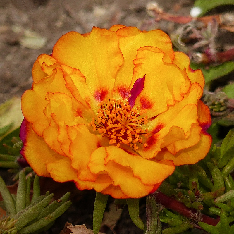 Moss-rose, Happy Hour Mix / Portulaca grandiflora