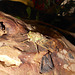 DSCN6069 - cigarra