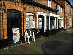 stray cow in the High Street