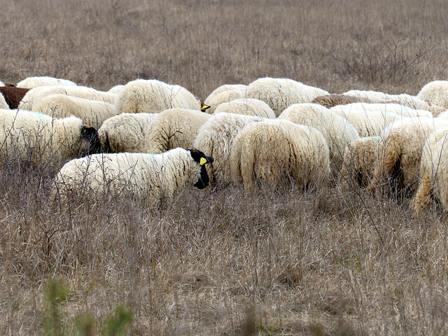 Transhumance du 16 mars 2016