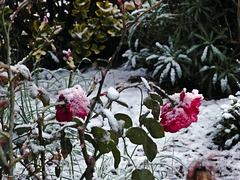 La neige à Angers le 6 février 2018