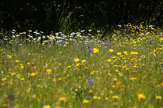 Meadow  Garden