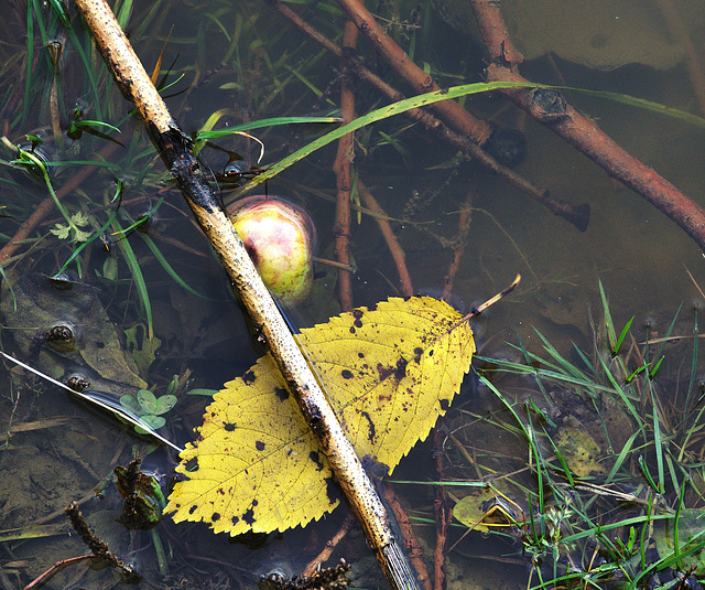 Watery Shapes And Apples