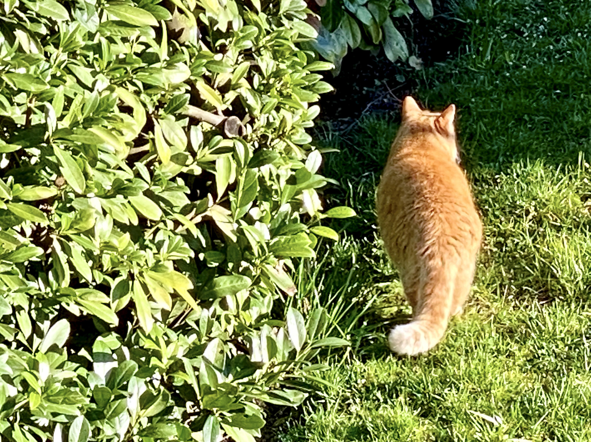 Katze auf der Lauer,