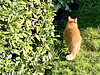 Katze auf der Lauer,