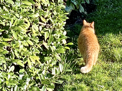 Katze auf der Lauer,