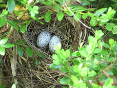 Cardinal nest - 11 April 2020