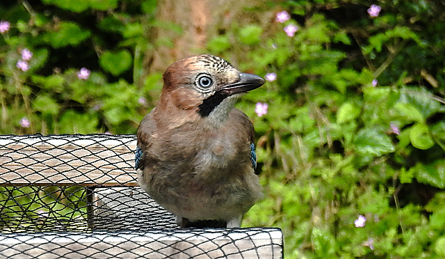 20210705 1335CPw [D~LIP] Eichelhäher (Garrulus glandarius), Bad Salzuflen