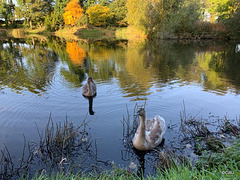 The orphaned cygnets at the Burgie Arboretum