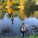 The orphaned cygnets at the Burgie Arboretum