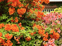 Rhododendren